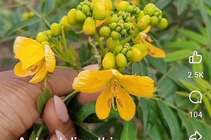 3 to 5 Hour Private Herbal Tour Shopping and Dinner at Ricks Cafe - My Take on the Jamaica Herb, Shopping, and Rick’s Cafe Tour