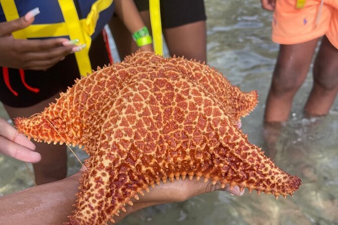 Adventurous-Snorkeling With Sightseeing of Montego Bay - Practical details that affect your day