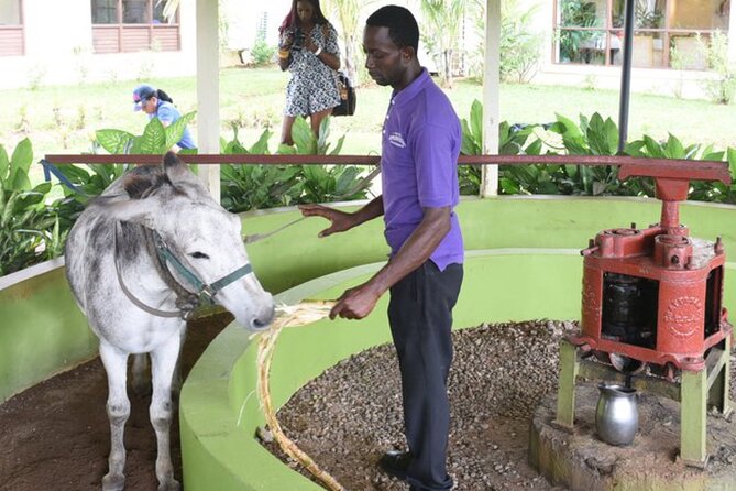 Appleton Estate Rum Factory And YS Falls Inclusive Tours From Montego Bay - YS Falls: seven levels of water and time to swim