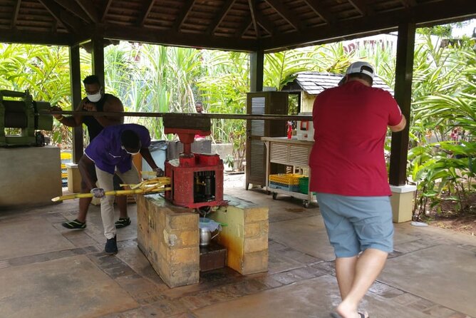 Appleton Estate Rum Tour and Pelican Bar Customize Tour - The bamboo-lined road and Jamaica beyond the resorts