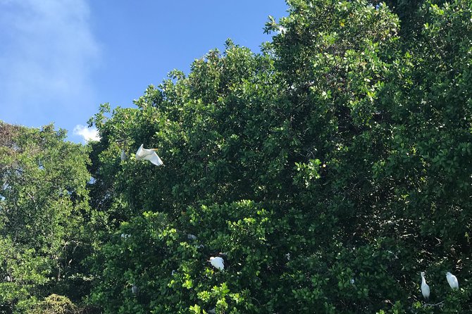 Appleton Rum Factory, Ys Falls, Black River Safari, Floyd’s Pelican Bar - Why the private vehicle matters