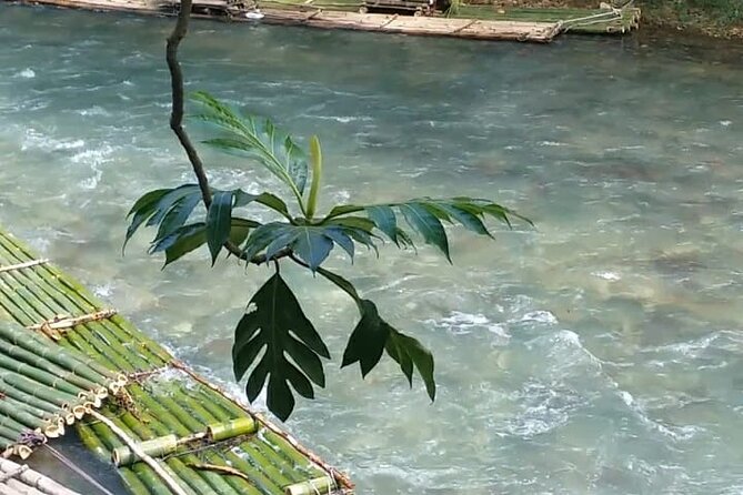 Bird Sanctuary and/or Lethe Bamboo Rafting from Montego Bay - Is $85.49 a fair price?