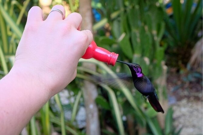 Bird Sanctuary and/or Lethe Bamboo Rafting from Montego Bay - The private vehicle and the road from Montego Bay