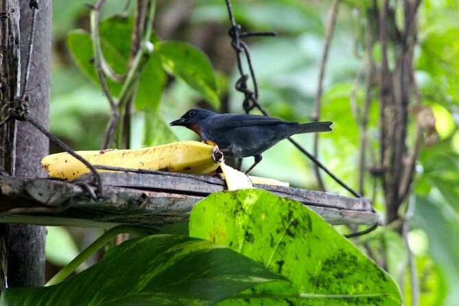 Bird Sanctuary and/or Lethe Bamboo Rafting from Montego Bay - Practical details that affect your day