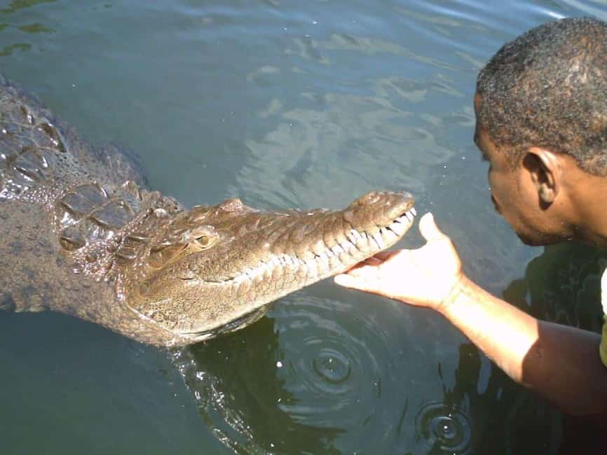 Black River Safari and Ys Falls Tour and Transportation - Two South Coast sights with very different moods