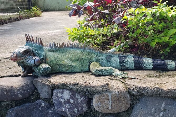 Blue Hole & Konoko Falls Park Combo Tour from Montego Bay - Scotchies makes a useful food stop