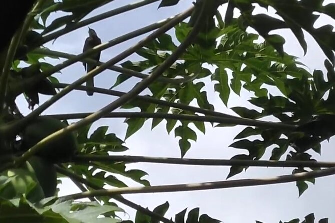 Blue Mountain Sight-Seeing & Nature Trail Hike with Private Guide - Who will enjoy this most