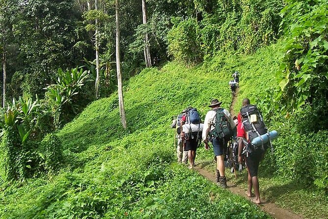 Bush Hiking to explore Wild Plants & Fresh Fruits,Montego Bay - Key points at a glance