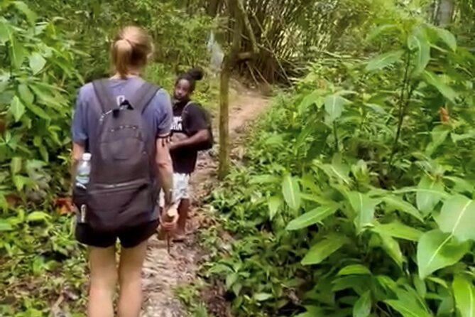 Bush Hiking to explore Wild Plants & Fresh Fruits,Montego Bay - Lethe village offers a different side of Montego Bay