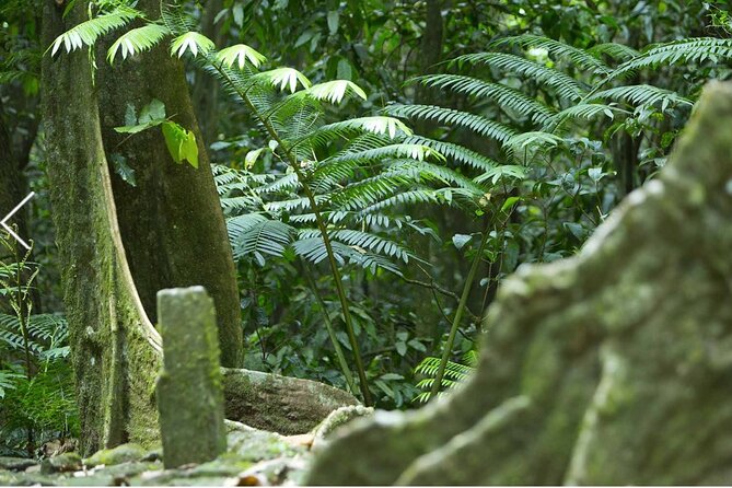 Bush Hiking to explore Wild Plants & Fresh Fruits,Montego Bay - A local story along with the scenery