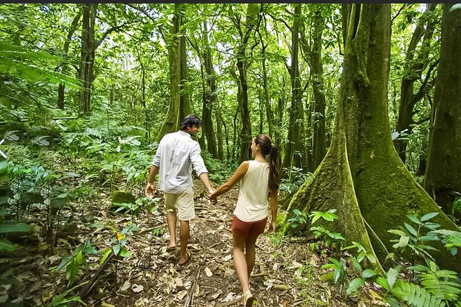 Bush Hiking to explore Wild Plants & Fresh Fruits,Montego Bay - What $160 per person buys you