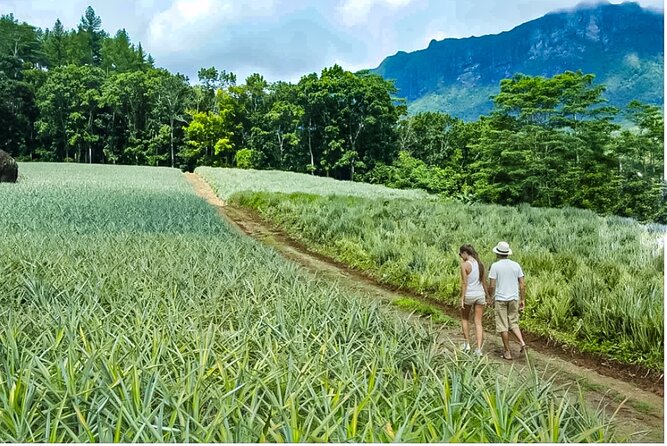 Bush Hiking to explore Wild Plants & Fresh Fruits,Montego Bay - Who will enjoy this two-hour outing