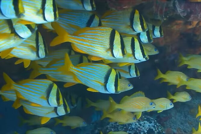 Customize Snorkeling with Option shopping Lunch & Stop local food - Meeting the guide and getting fitted for gear