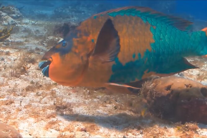 Customize Snorkeling with Option shopping Lunch & Stop local food - What the $65.99 price really covers