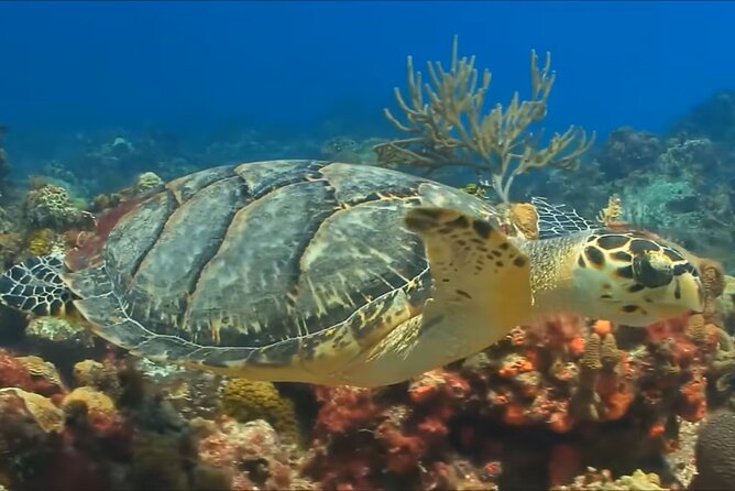 Customize Snorkeling with Option shopping Lunch & Stop local food - A short schedule with little wasted time