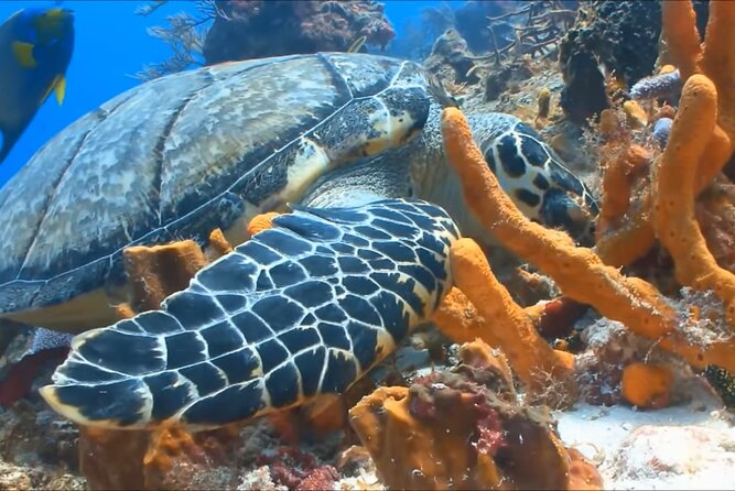 Customize Snorkeling with Option shopping Lunch & Stop local food - Who should book this snorkeling trip