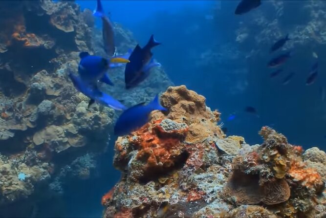Customize Snorkeling with Option shopping Lunch & Stop local food - Should you book Simms Fun Tours JA?