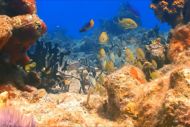 Customize Snorkeling with Option shopping Lunch & Stop local food - Cruising toward the reef