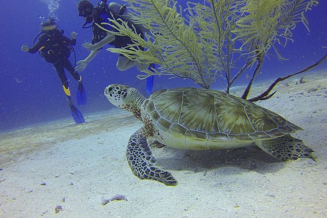 Discover Scuba Diving in Montego Bay - Starting Early Near Sunset Beach Resort