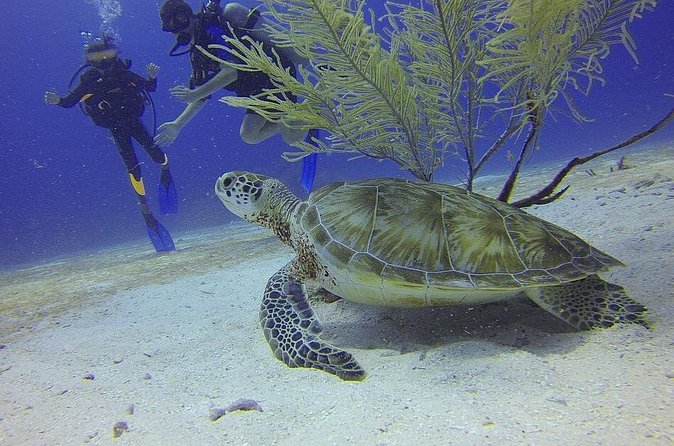 Discover Scuba Diving in Montego Bay - Moving to the Shore-Based Open Water