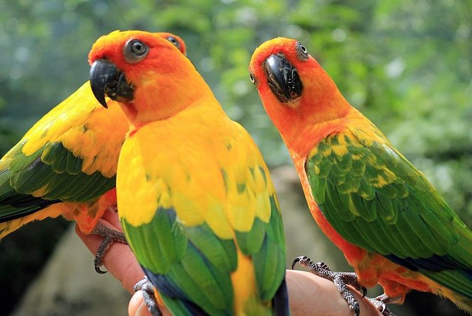 Eco Explorers Waterfall, Rainforest, local Shopping with lunch - Key points to know before booking