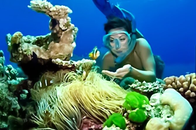 Family Fun-Snorkeling with Lunch Stop from Montego Bay - What the $110 price really covers