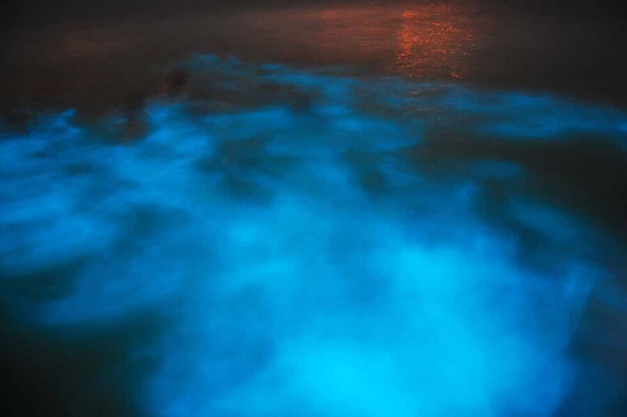 From Montego Bay: Luminous Lagoon Nighttime Boat Tour - Why the Luminous Lagoon glows at night