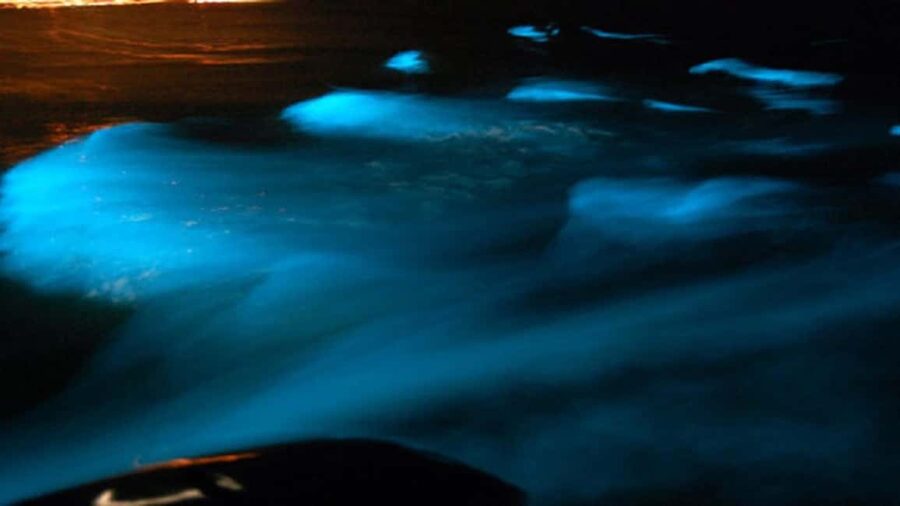 From Montego Bay: Luminous Lagoon Nighttime Boat Tour - What the $125 price covers