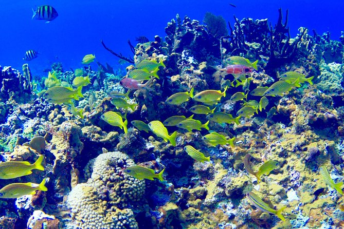 Glass Bottom Boat Ride/Snorkeling/Booby Cay Island from Negril - Starting at Margaritaville Negril at 9 a.m.