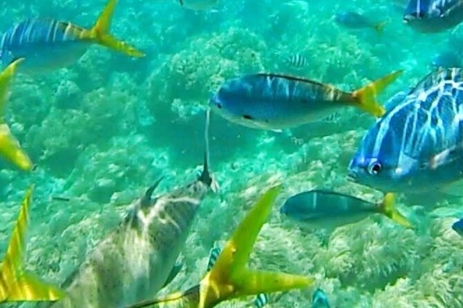 Glass Bottom Boat Water Activity in Montego Bay Jamaica - Seeing Montego Bay beneath the boat