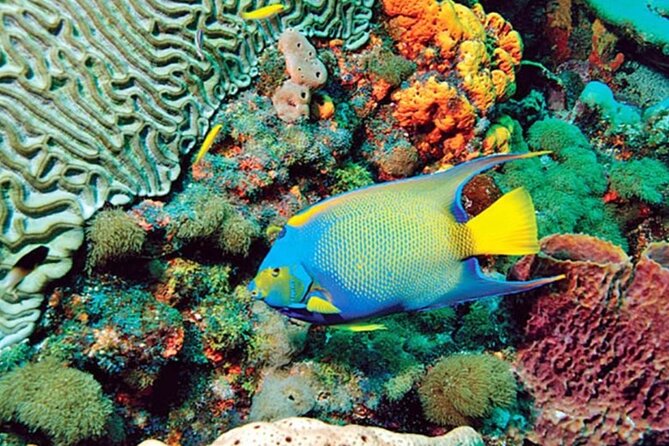 Glass Bottom Boat Water Activity in Montego Bay Jamaica - A family-friendly way to meet the sea