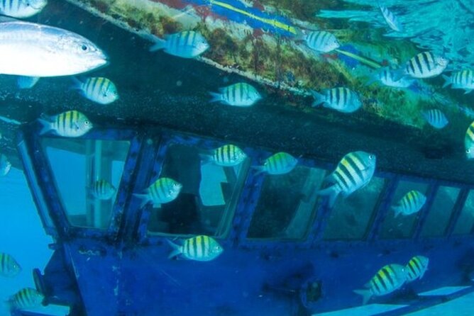 Glass Bottom Boat Water Activity in Montego Bay Jamaica - Who should book this Montego Bay outing?