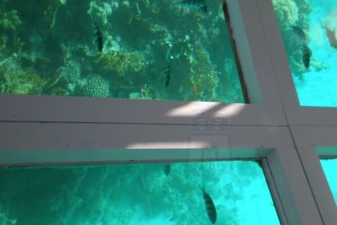 Glass Bottom Boat Water Activity in Montego Bay Jamaica - What Capt Dan and Trey add to the boat trip