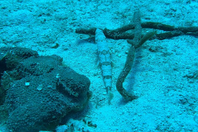 Guided Snorkeling at the Anchor and Cannon Reef in Negril - Why the Cannon Makes This Negril Snorkel Trip Different