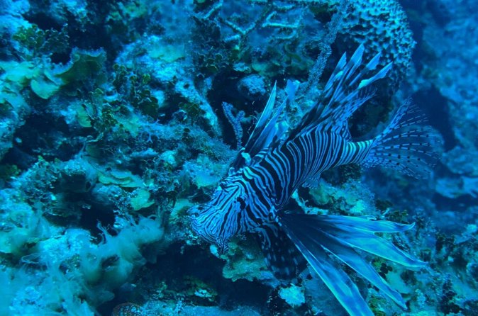 Guided Snorkeling at the Anchor and Cannon Reef in Negril - Practical Details Before You Book