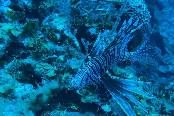 Guided Snorkeling at the Anchor and Cannon Reef in Negril - Forty-Five Minutes at Anchor and Cannon Reef