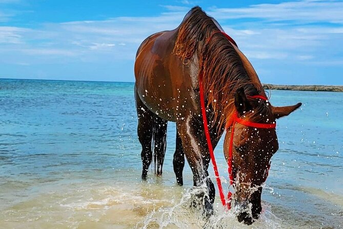 Horseback Ride and Swim Jamaica - Why the private transportation matters