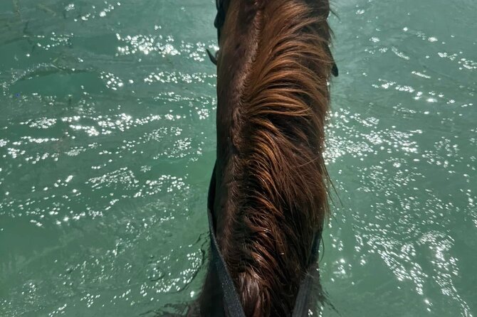 Horseback Riding In The Ocean from Montego Bay Private Transfer - Why the private driver changes the day