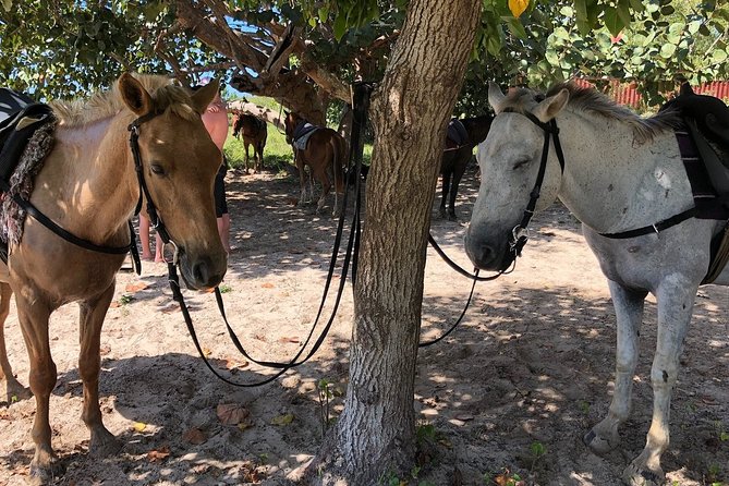 Horseback “SPECIAL”- Negril’s Beach Ride N’ Swim with Free photos/videos - Who will enjoy this ride most