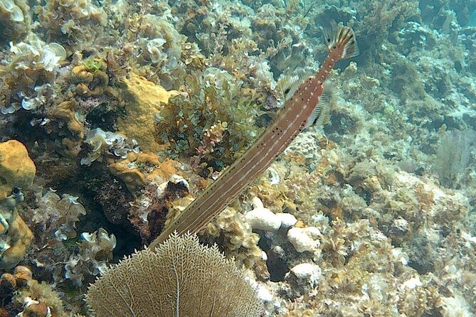 Incredible Negril Guided Snorkeling To Reef, Anchor, and Cannon - The anchor, cannon, and shipwreck