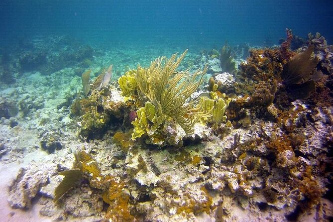 Incredible Negril Guided Snorkeling To Reef, Anchor, and Cannon - Who will enjoy this Negril outing?