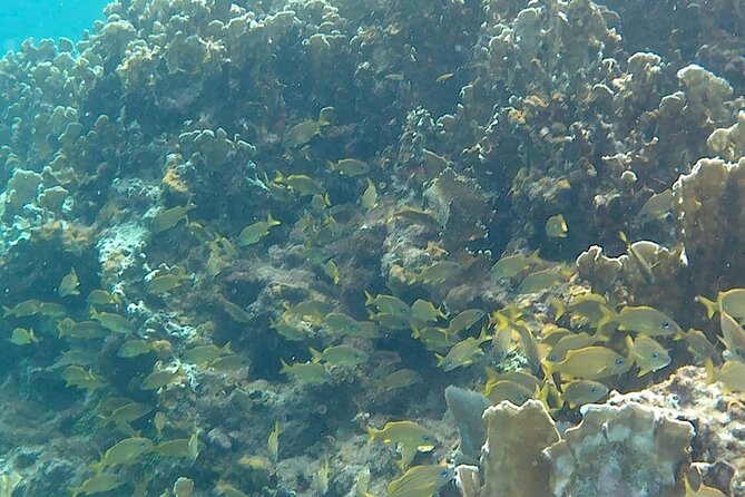 Incredible Negril Guided Snorkeling To Reef, Anchor, and Cannon - What the reef stops are really like