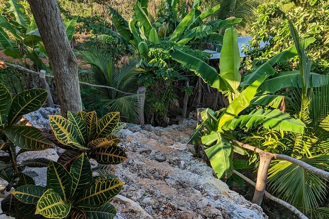 Jamaican Roots Tropical Farm Tour - Taste & Explore (Negril) 2hr - Mark’s guided walk through Jamaican crops