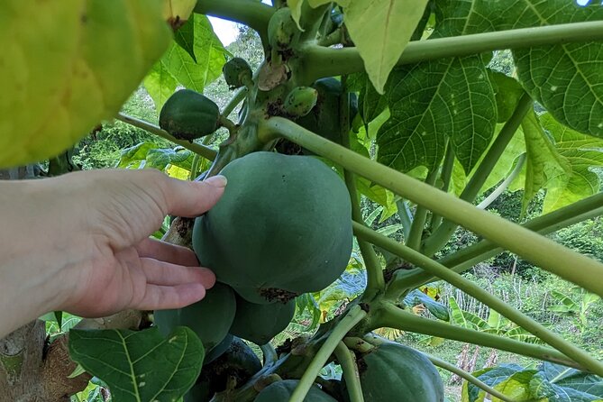 Jamaican Roots Tropical Farm Tour - Taste & Explore (Negril) 2hr - The included smoothie and Jamaican fruit plate