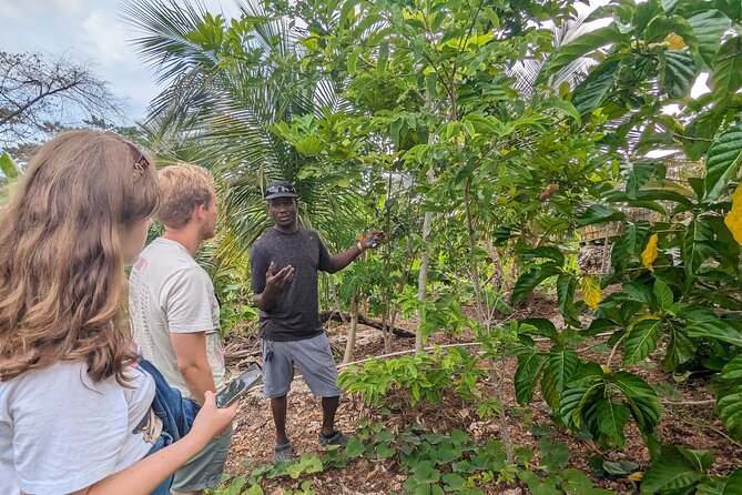 Jamaican Roots Tropical Farm Tour - Taste & Explore (Negril) 2hr - Shade, breeze, and a manageable pace