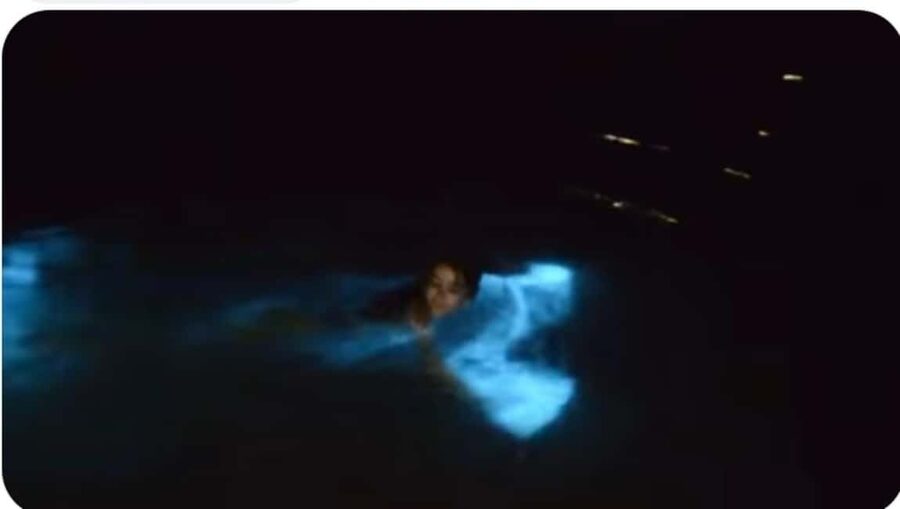 Luminous Lagoon Experience: Ocho Rios Runaway Bay & Falmouth - Why the Luminous Lagoon glows