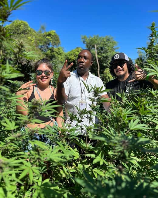 Marijuana Farm, Bamboo Rafting and Doctors Cave Beach Tour - Doctor’s Cave Beach for clear water and calm swimming