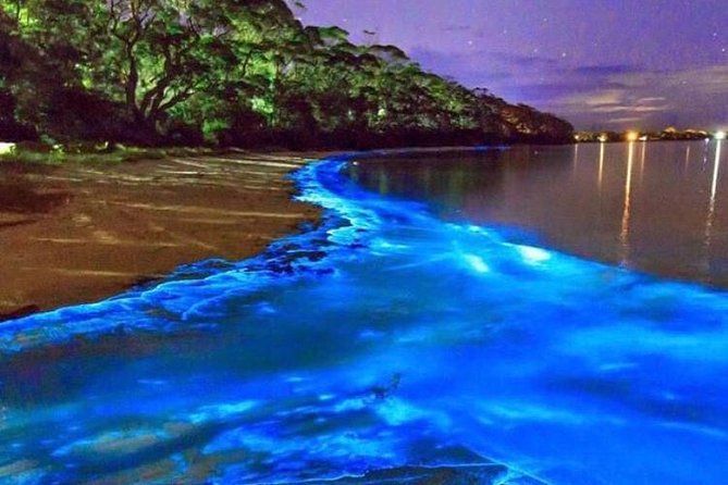 Mesmerizing Luminous Lagoon (Glistening Waters) Night Tour - Why the Luminous Lagoon Glows After Dark