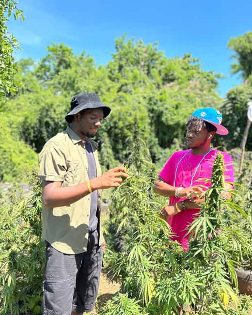 Montego Bay: Cannabis Farm, Bamboo Rafting, & Foot Massage - Who should book this private tour