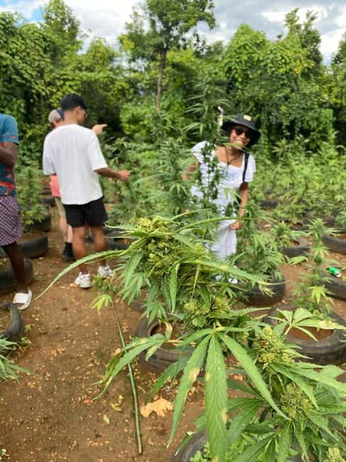 Montego Bay: Marijuana Farm and Bird Sanctuary Tour - Key points to know before booking